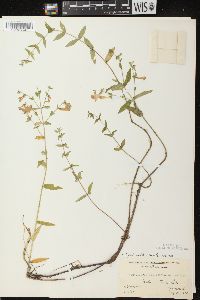 Scutellaria galericulata image