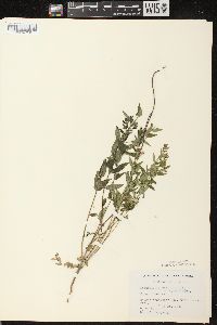 Scutellaria galericulata image