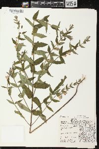 Scutellaria galericulata image