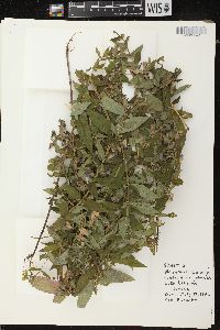 Scutellaria galericulata image