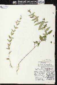 Scutellaria galericulata image