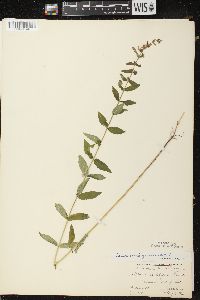 Scutellaria galericulata image