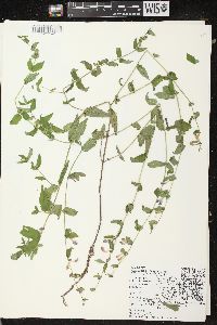 Scutellaria galericulata image