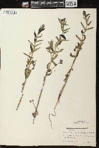 Scutellaria galericulata image