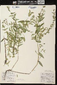 Scutellaria galericulata image