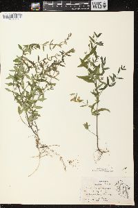 Scutellaria galericulata image