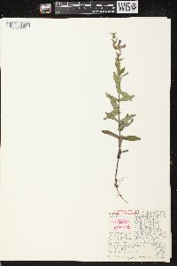 Scutellaria galericulata image