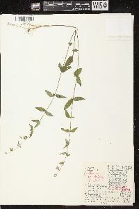 Scutellaria galericulata image