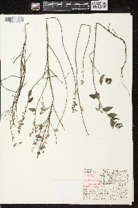 Scutellaria galericulata image