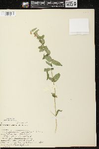 Scutellaria galericulata image