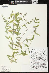 Scutellaria galericulata image