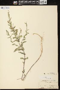 Scutellaria galericulata image