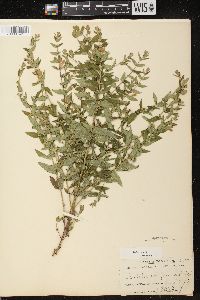 Scutellaria galericulata image