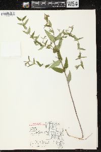 Scutellaria galericulata image