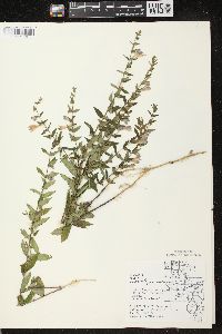 Scutellaria galericulata image