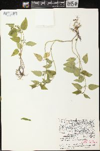 Scutellaria lateriflora image