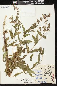 Stachys tenuifolia image