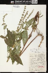 Stachys tenuifolia image