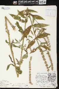 Stachys tenuifolia image