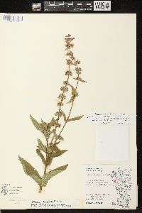 Stachys tenuifolia image