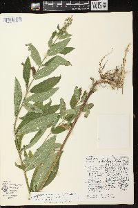 Stachys tenuifolia image