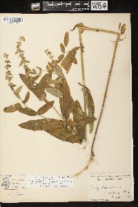 Stachys tenuifolia image