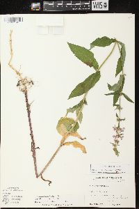 Stachys tenuifolia image