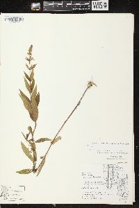 Stachys tenuifolia image