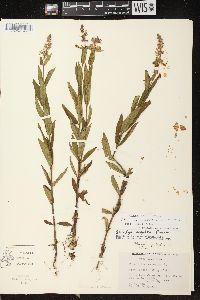 Stachys tenuifolia image