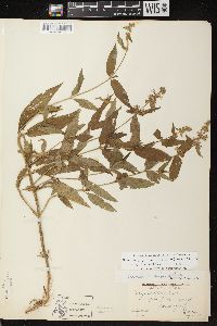 Stachys tenuifolia image