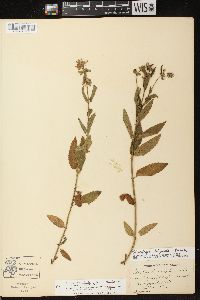 Stachys tenuifolia image