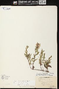 Stachys tenuifolia image