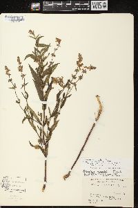 Stachys tenuifolia image