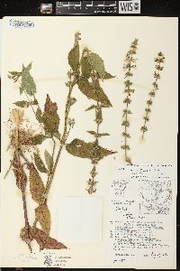 Stachys tenuifolia image