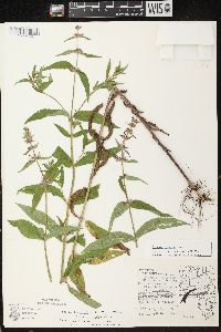 Stachys tenuifolia image