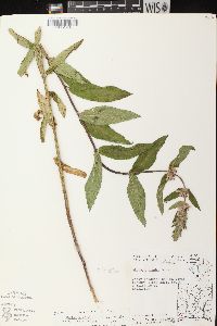 Stachys tenuifolia image