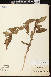 Stachys tenuifolia image