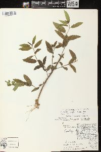 Stachys tenuifolia image