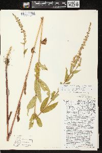 Stachys tenuifolia image