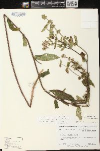 Stachys tenuifolia image