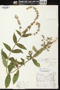 Stachys tenuifolia image