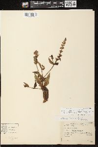 Stachys tenuifolia image