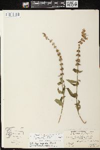 Stachys tenuifolia image