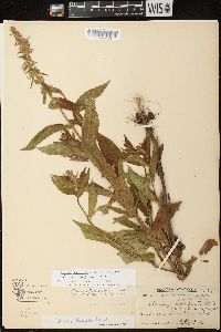 Stachys tenuifolia image