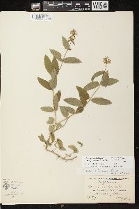 Stachys tenuifolia image