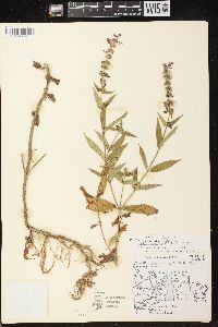 Stachys tenuifolia image