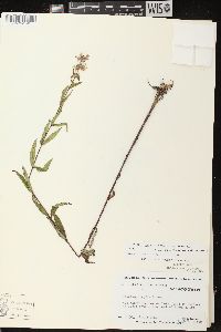 Stachys tenuifolia image