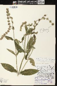 Stachys tenuifolia image