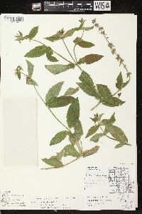 Stachys tenuifolia image