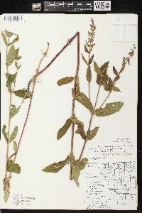 Stachys tenuifolia image